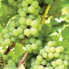 Grapes Thompson Seedless